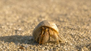 Utangaç beyaz münzevi yengeç kıyıda keşfe çıkarken kabuğuna saklanır..