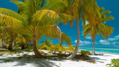 Güzel tropikal bitki örtüsü bozulmamış beyaz kumlu sahili kaplar..