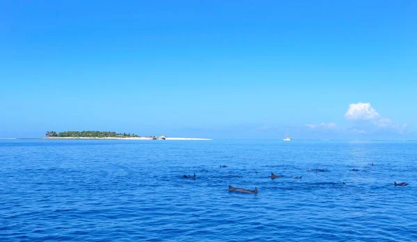 특별: 외딴 열대 섬을 향해 날아간 다음 돌고래 떼를 지나쳐 가는 모습. — 스톡 사진