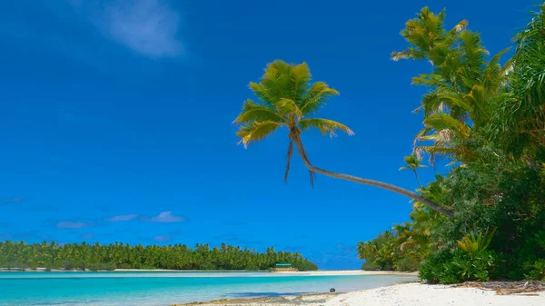 COPY SPACE: Crooked palm tree stretches over the sandy beach and turquoise ocean — Stock Photo, Image