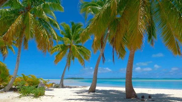 Lush coconut tree branches rustle in the breeze blowing across the scenic coast. — Stock Photo, Image