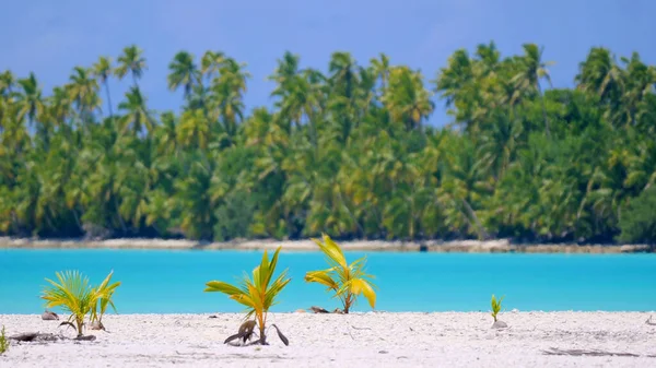 Små palmer växer på den orörda vita sandstranden av One Foot Island. — Stockfoto