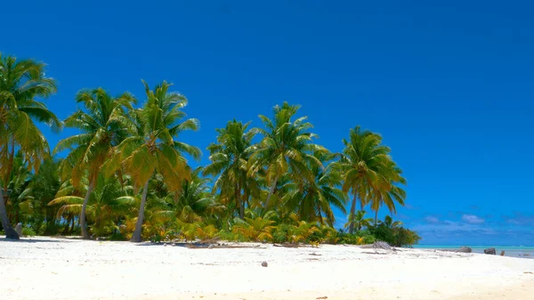 COPY SPACE: Летний бриз дует вдоль идиллического пляжа и качает пальмы. — стоковое фото
