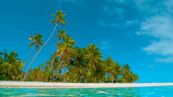 Nízký úhel: jedna křivá palma se tyčí nad jinými palmami pokrývajícími písečný ostrov. — Stock fotografie
