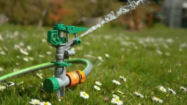 Otomatik fıskiyeleri kapatın yemyeşil bir çimen dolusu çiçek açan papatyalar