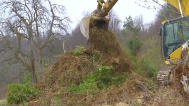 Büyük kedi kazıcısı, toprak ve kuru dallarla dolu bir kova aldı..