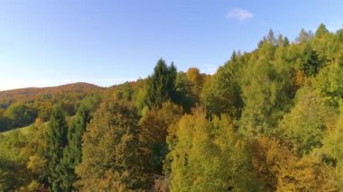 Kranjska Gora 'daki renkli ormanın üzerinde uçan DRONE büyük boş bir çayırı ortaya çıkardı