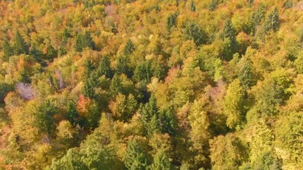 AERIAL queda exuberante árvores coloridas cobrir paisagem cênica na parte remota da Eslovénia — Vídeo de Stock