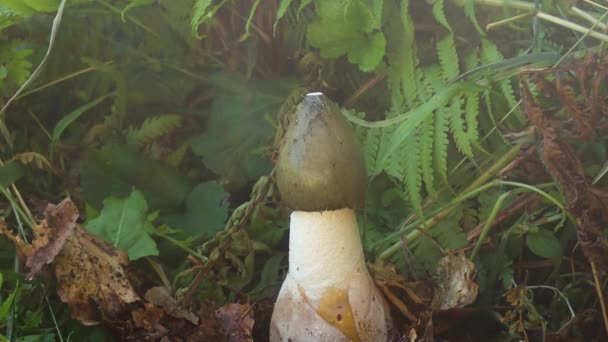 TIMELAPSE, MACRO: Κοντινό πλάνο ενός κοινού stinkhorn αυξάνεται στο δάσος. — Αρχείο Βίντεο