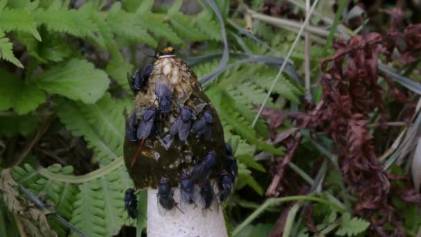 MACRO: Hordas de moscas cobrem e comem um cogumelo fedorento crescendo profundamente na floresta — Vídeo de Stock