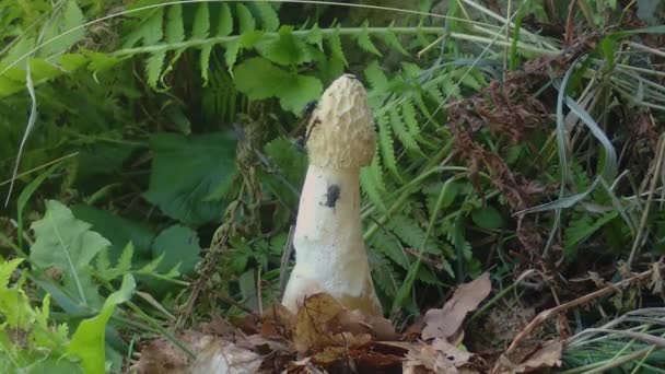 Svarta flugor äter upp en svamp mitt i en lummig skog.. — Stockvideo