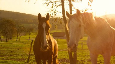 Güneşli çayırlarda duran güzel kahverengi ve beyaz son sınıf atları..