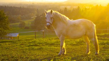 Genç beyaz at boş otlakta duruyor ve kameraya bakıyor.