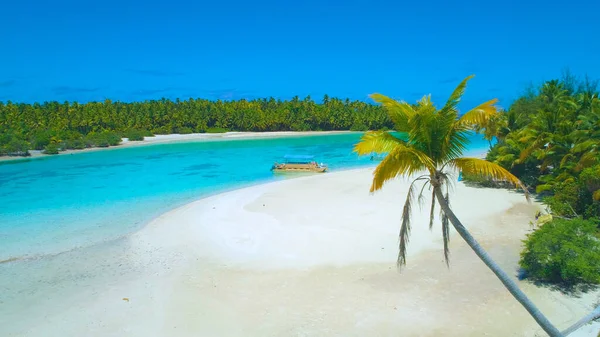 DRONE: Crooked palm tree stretched over the sandy beach and two tourist boats. — Stock Photo, Image