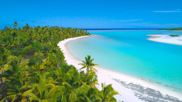 AERIAL: Prachtig uitzicht op ongerept zandstrand en weelderige palmen in de Cookeilanden. — Stockfoto