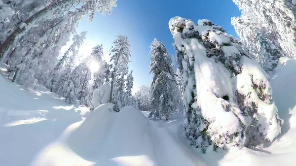 LENS FLARE: Sunshine peering through the snowy spruce trees while snowboarding. — Stock Photo, Image