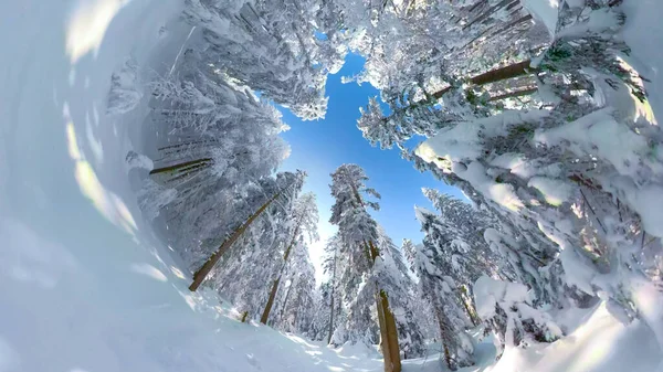 VR 360: Beautiful untouched forest is covered in fresh powder snow after storm. — Stock Photo, Image