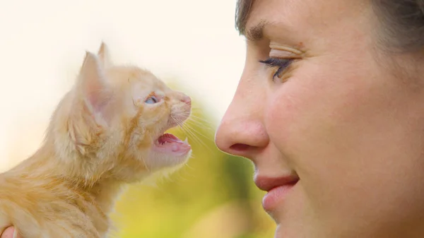 Κοντινό πλάνο: Όμορφη γατούλα meows όπως το χαρούμενο κορίτσι το σηκώνει μέχρι το πρόσωπό της. — Φωτογραφία Αρχείου