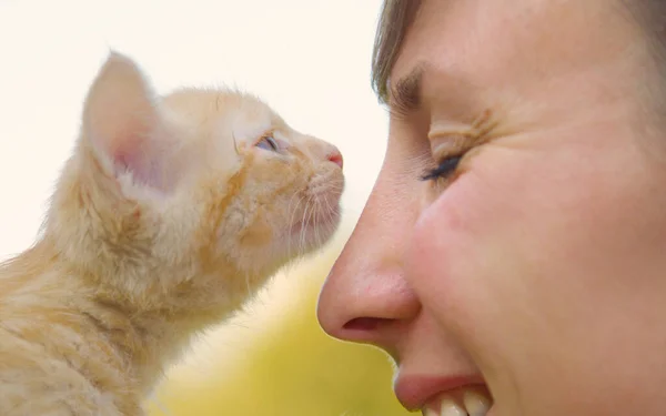 CERRAR, DOF: Hermoso ronroneo gatito olfateando alegre nariz de niña caucásica. —  Fotos de Stock
