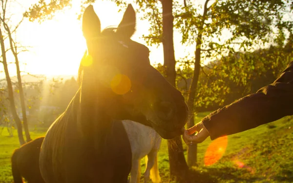 CERRAR: Lindo caballo marrón viejo se le da un regalo por la mujer en la noche soleada. — Foto de Stock