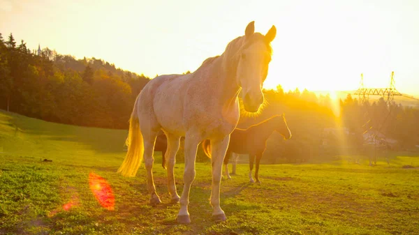 FLARE DEL SOL: La puesta de sol dorada ilumina el campo tranquilo y los caballos veteranos. — Foto de Stock