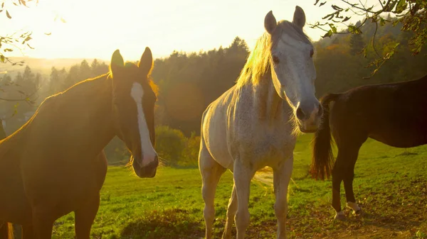 SUN FLARE : Beaux chevaux seniors jouissant d'une retraite paisible dans un grand ranch — Photo