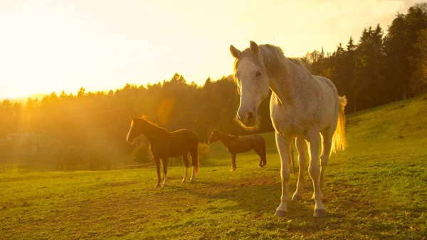 FLARE DE LA LENTE: Impresionante disparo de caballos más viejos parados alrededor de un gran pasto. — Foto de Stock