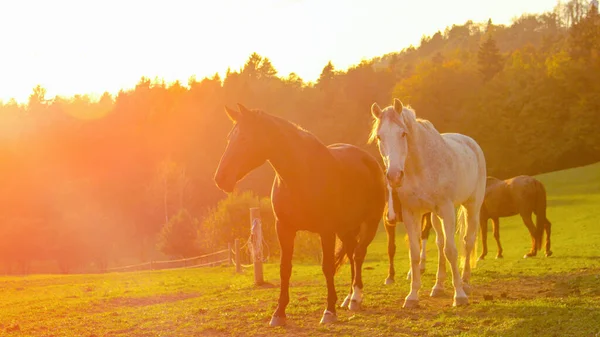 LENS FLARE: Beautiful senior white horse standing in the middle of the pasture. — Stock Photo, Image