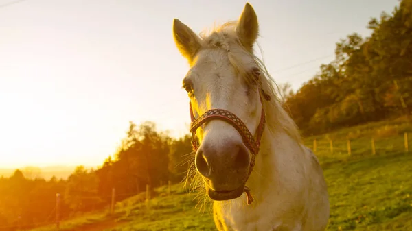 LENS FLARE: Hermoso pony blanco mirando a la cámara en la soleada mañana de verano — Foto de Stock