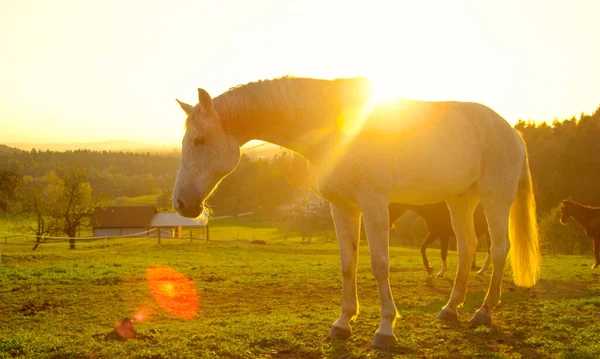 SUN FLARE: Large white mare grazing around the beautiful ranch at sunrise. — Stock Photo, Image