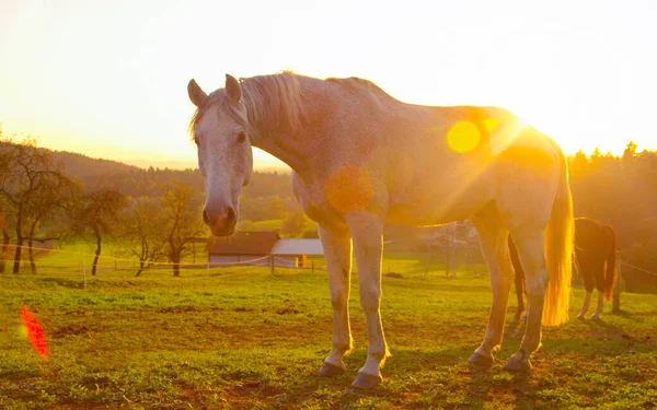 LENS FLARE: arany reggeli napsugarak ragyog a vezető fehér ló legeltetés. — Stock Fotó