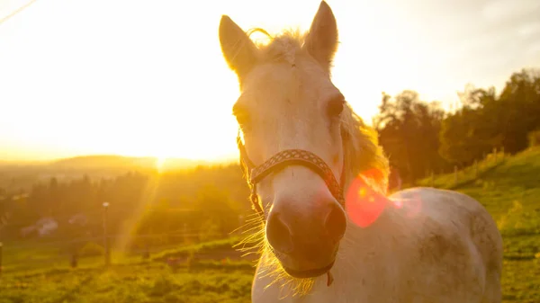 LENTES FLARE, PORTRAIT: Curioso caballo blanco viejo mirando a la cámara al atardecer. — Foto de Stock