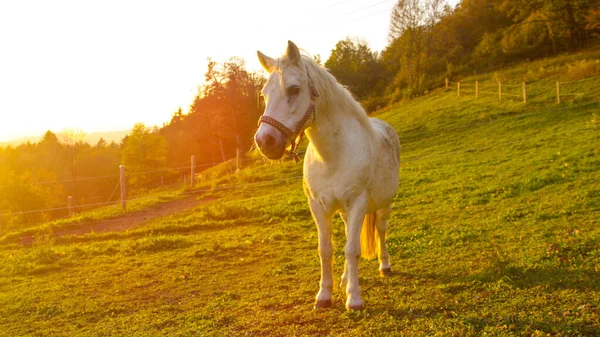 LENS FLARE: Złote poranne promienie słońca lśniące na słodkim kucyku na spokojnym pastwisku. — Zdjęcie stockowe