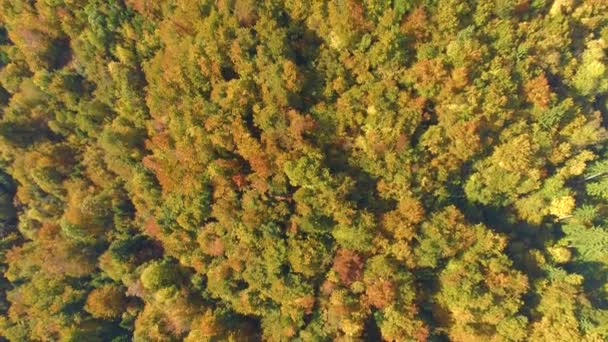 TOP DOWN: Prachtig uitzicht op afgelegen valkleurige bossen in Kranjska Gora, Slovenië. — Stockvideo