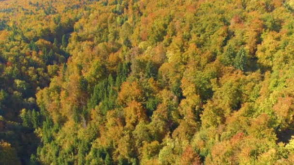 AERIAL: Látványos drón felvétel színes fák változó levelek ősszel. — Stock videók