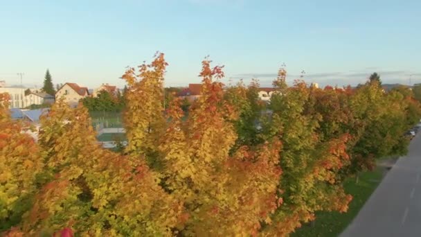 DRONE:忙しいサッカーピッチの隣の通りのカラフルな木々の近くを飛ぶ. — ストック動画
