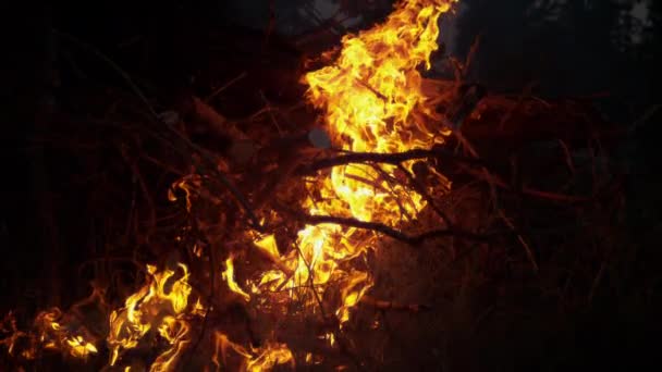 Groot laaiend kampvuur overspoelt een stapel brandhout in het pikdonker.. — Stockvideo