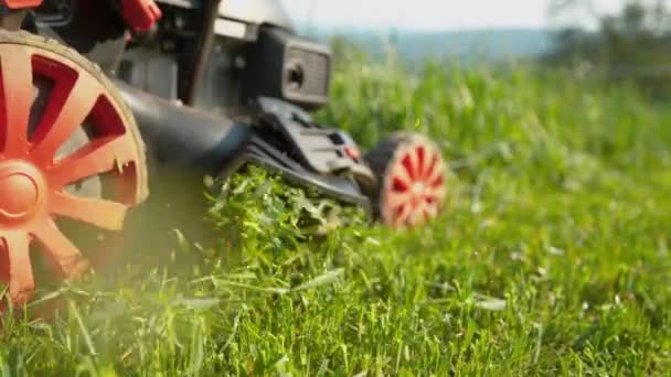 LÅG ANGLE: Motordriven gräsklippare skjuts längs en igenvuxen gräsmatta på solig dag. — Stockvideo