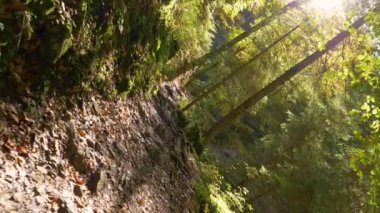 Güneşli ormanda koşan boş bir patikanın dönüşümlü çekimi..