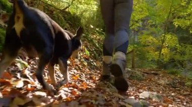 Formda bir kadın ve minyatür köpeği manzaralı bir ormanda yürüyüşe çıkıyorlar..