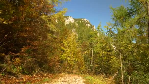 Scenic shot van een wandelpad door een bos veranderende bladeren in de herfst — Stockvideo