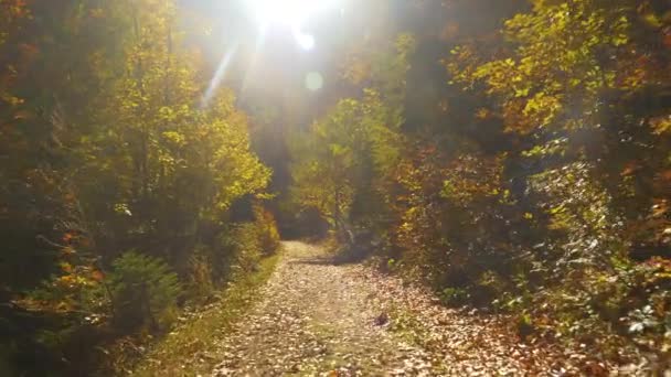Осінні сонячні промені світять на порожніх пішохідних стежках, що перетинають барвисті ліси.. — стокове відео