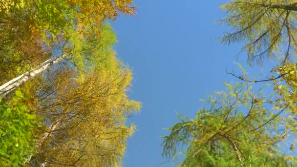 BOTTOM UP: Mooie herfst gekleurde boomtoppen strekken zich uit in de heldere blauwe lucht — Stockvideo