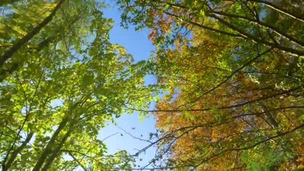 FLARE DE LA LENTE: Las hermosas copas de los árboles de color otoño se extienden hacia el cielo azul claro. — Vídeos de Stock