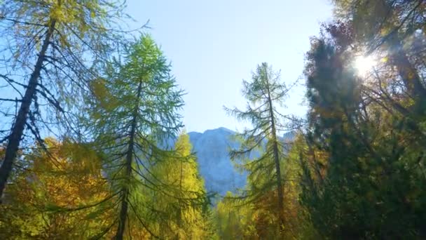 FLARE DE LA LENTE: Hermosos toldos de color otoño se extienden hacia el cielo azul claro. — Vídeos de Stock