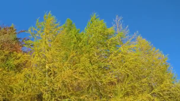 ZAMKNIJ: Wibrujące kolorowe drzewo zmienia szelest liści w ciepłym jesiennym wietrze. — Wideo stockowe