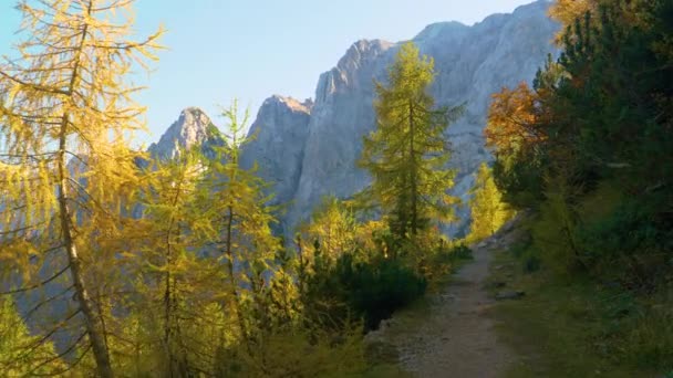 Caminhe ao redor da floresta vibrantemente colorida em Kranjska Gora no pico do outono. — Vídeo de Stock