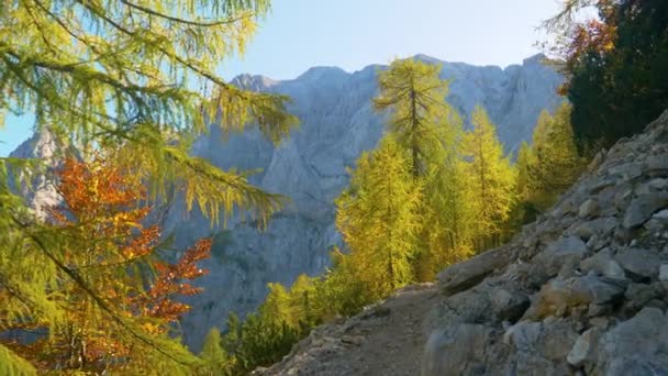 レンズフレア:黄金の秋の太陽光線が山の景色を提供するパスに輝きます. — ストック動画