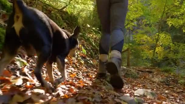 BASSA ANGOLO: Donna in forma e la sua escursione in miniatura pinscher cane attraverso una foresta panoramica. — Video Stock