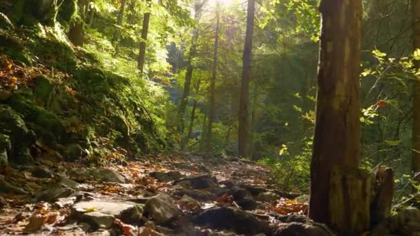 LOW ANGLE Jonge vrouw en haar miniatuur pinscher hond wandelen door een schilderachtig bos — Stockvideo